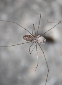 Long-bodied Cellar Spider